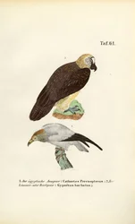 Egyptische gier en Lammergier