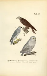 Europese roofvogels en uilen