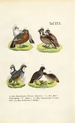 Europese korhoendersoorten en patrijzen