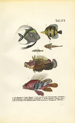 Exotische zeevissen
