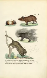 Exotische Knaagdieren