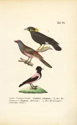 Exotische zangvogels uit Afrika en Azië