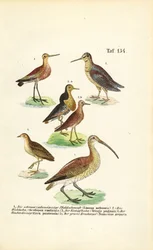 Grutto