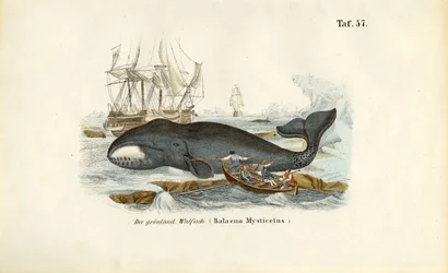 Groenlandse walvis wordt opgejaagd