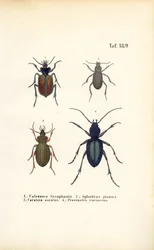 Loopkevers van de families Carabidae en Platyninae