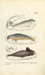 Gewone zeehond en zeeolifant