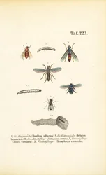 Schadelijke vliegensoorten en hun larven