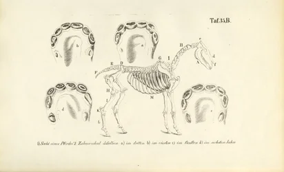Anatomie van het paard: skelet en gebitsontwikkeling