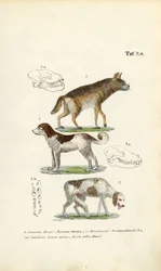 Hyena, huishond en oude hond met schedelillustraties