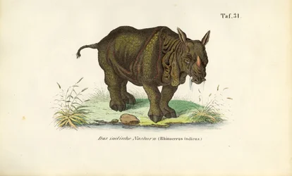 Indische neushoorn