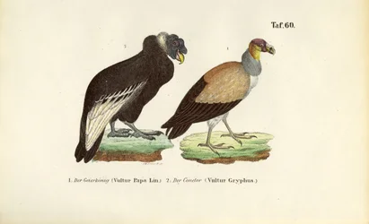 Koningsgier en Andescondor