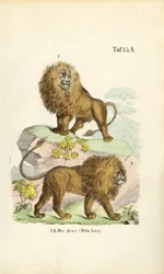 Leeuwen in verschillende houdingen