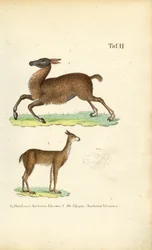 Llama en Vicuña