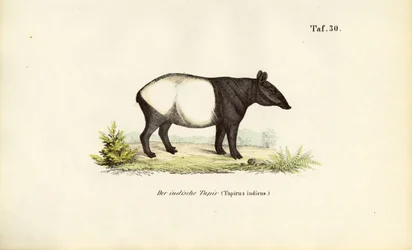 Maleise tapir
