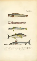 Zeevissen in de Europese wateren