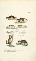 Marterachtigen met schedelillustratie