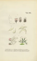 Microscopische Rotiferen: Brachionus, Ichthyidium, Chaetonotus en Melicerta