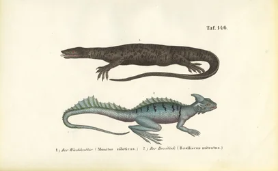 Nijlvaraan en gevederde basilisk