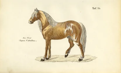 Edel paard