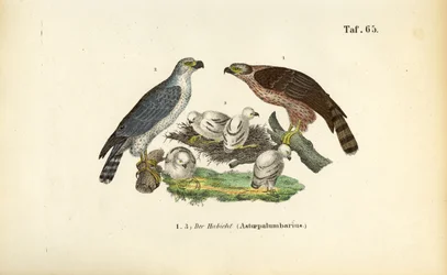 Havik met jong in nest