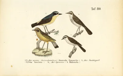 Tapuit, Nachtegaal en Lijsterachtegaal