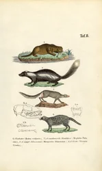Otter, Stinkdier, Ichneumon en Civet met schedelillustraties