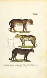 Panter, Jaguar en Poema