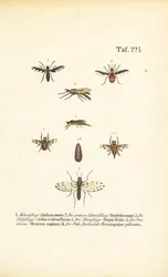Roofzuchtige en parasitaire vliegensoorten