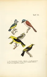 Grauwe Klauwier, Gemaskerde Klauwier, Wielewaal en Regentvogel