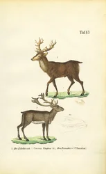 Red Deer and Reindeer