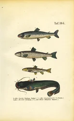 Zalm, forel en meerval