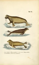 Zeeleeuw, pelsrob en walrus