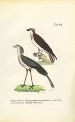 Secretaris Vogel en Visarend