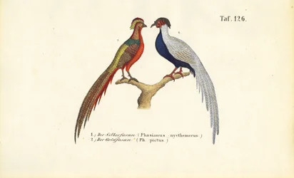 Zilveren fazant en gouden fazant