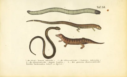 Skink, cilindrische skink, trage worm en Caecilian