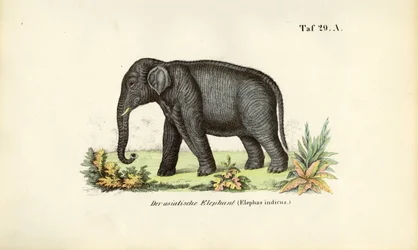 De Aziatische olifant