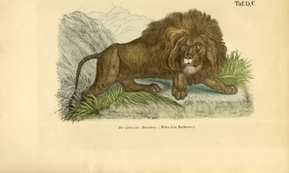 De Barbarijse Leeuw