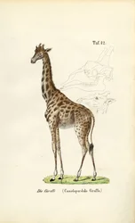 De Giraf