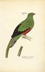 De pavonine quetzal