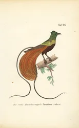 De rode paradijsvogel