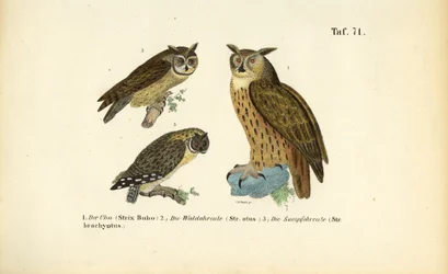 Drie uilensoorten met oorpluimen