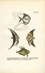 Tropische siervissen