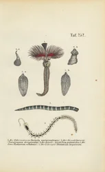Kokerworm, platworm en parasieten