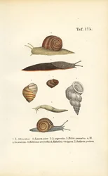 Diverse slakkensoorten
