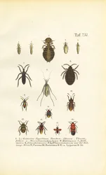 Diverse parasieten en echte insecten