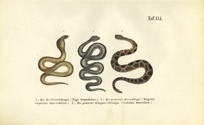 Giftige slangen: Indische Cobra, Fer-de-lance en Timber Ratelslang