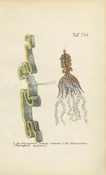 venusgordel en blaasjeskruid