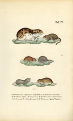 Woelmuizen en verwante knaagdieren