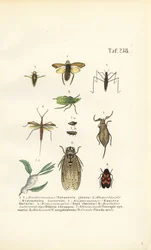 Waterwantsen en andere insecten