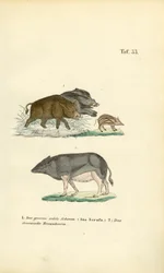 Wilde zwijnen en tamme varkens